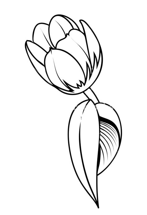 Tulip Outline royalty